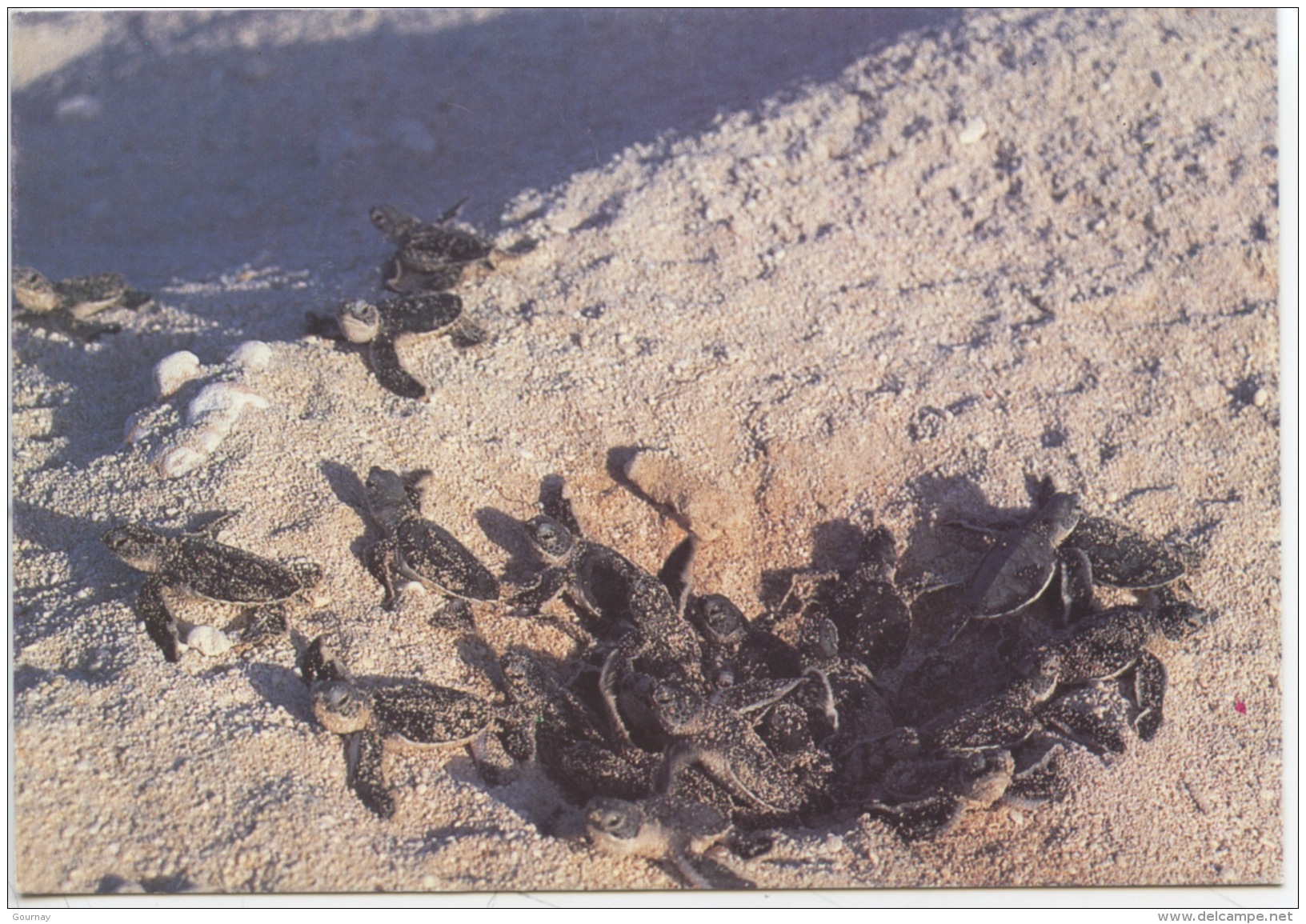 Nouveau Né De Tortue Franche (Chelonia Mydas) à L'émergence Du Nid - Photo André Fatras - Turtles