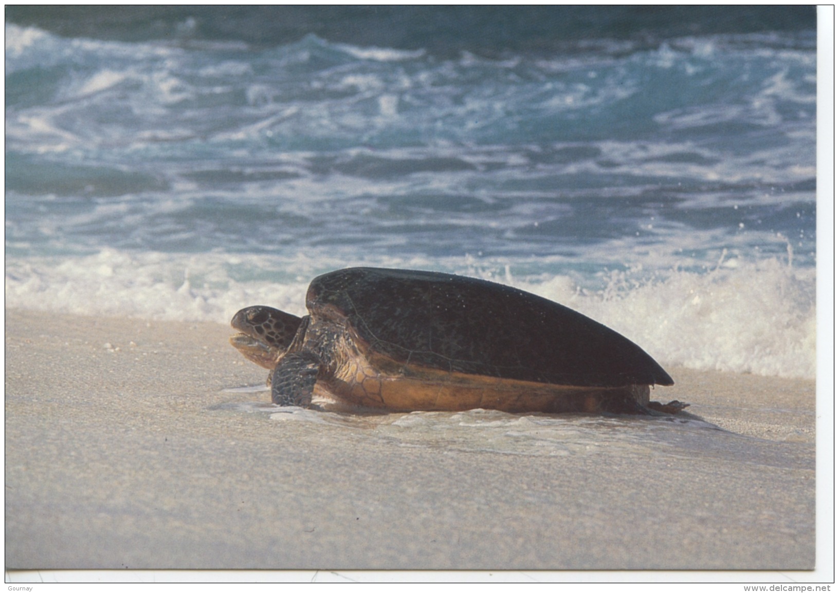 Nouveau Né De Tortue Franche (Chelonia Mydas) Montant à Terre Pour Pondre Sut L´ile Tromelin - Photo André Fatras - Tartarughe