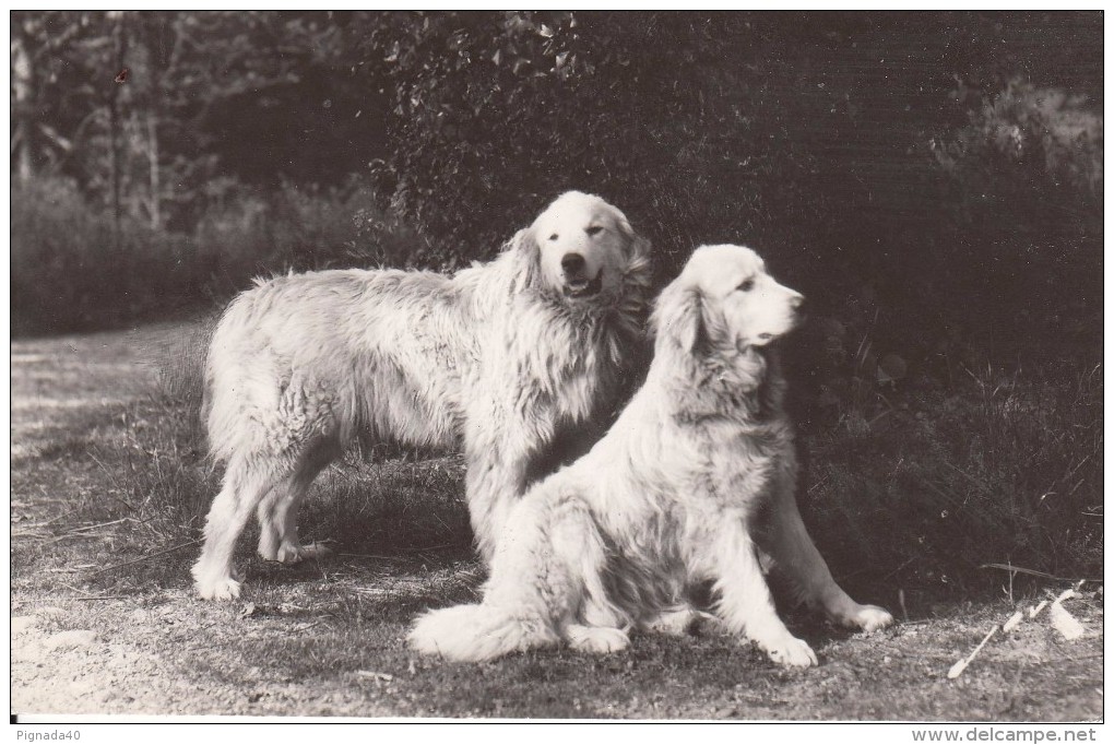 Cp , ANIMAUX , Chiens Des Pyrénées , Gardiens Des Troupeaux Contre L'Ours - Chiens