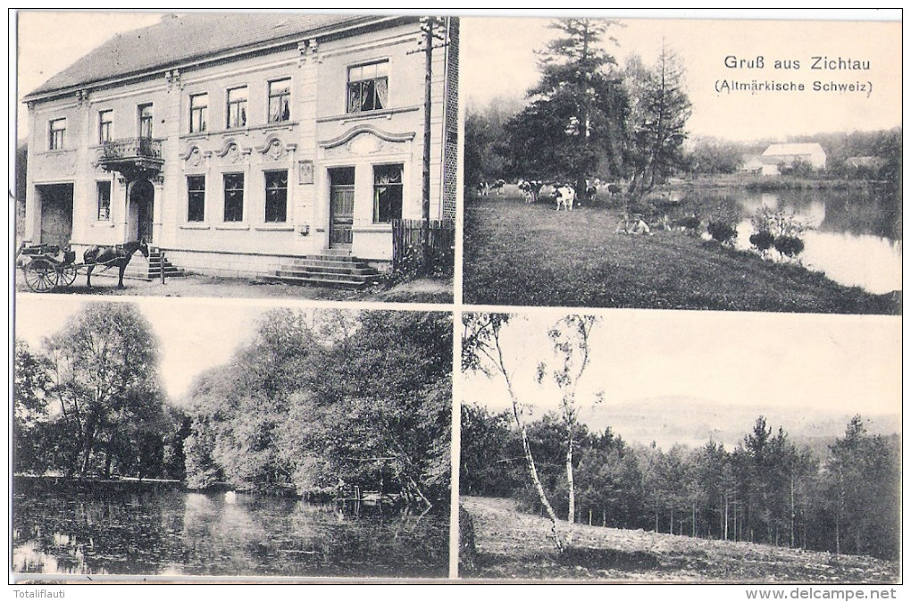 Gruß Aus ZICHTAU Gardelegen Gutshaus Altmark Schweiz Rinderherde Mit Hirte 14.10.1908 Gelaufen - Gardelegen