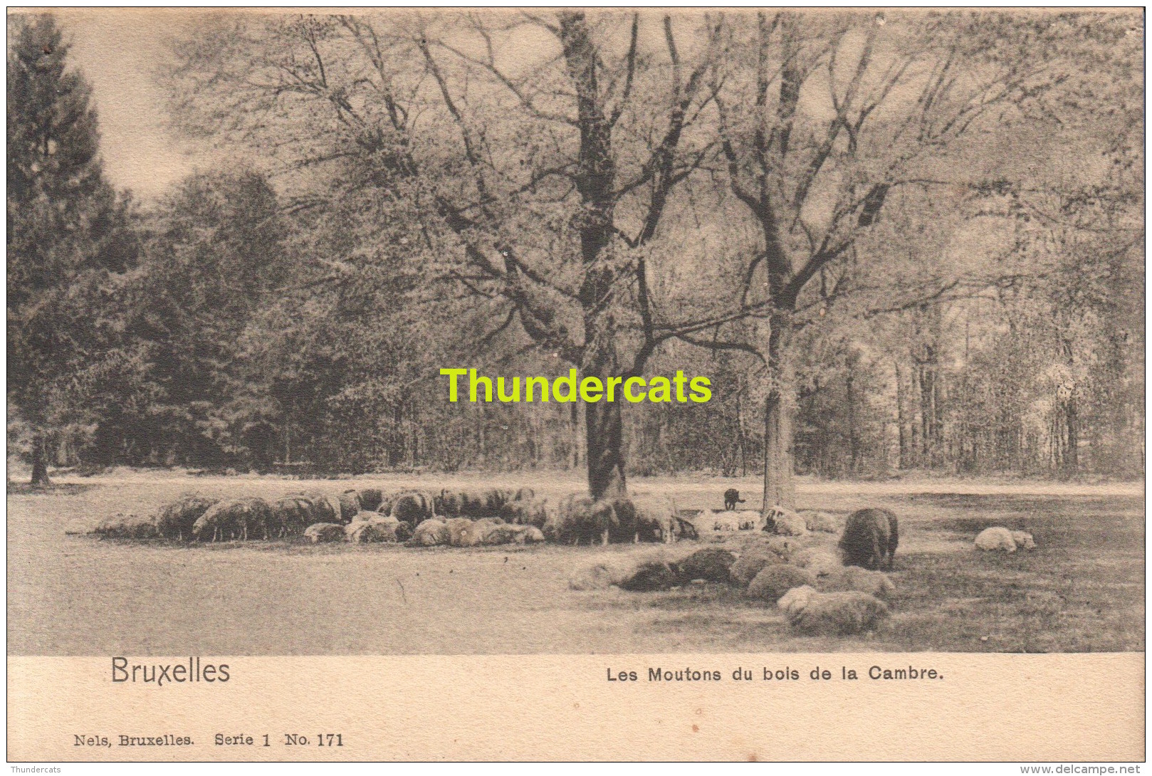 CPA BRUXELLES NELS SERIE 1 No 171 LES MOUTONS DU BOIS DE LA CAMBRE - Forêts, Parcs, Jardins