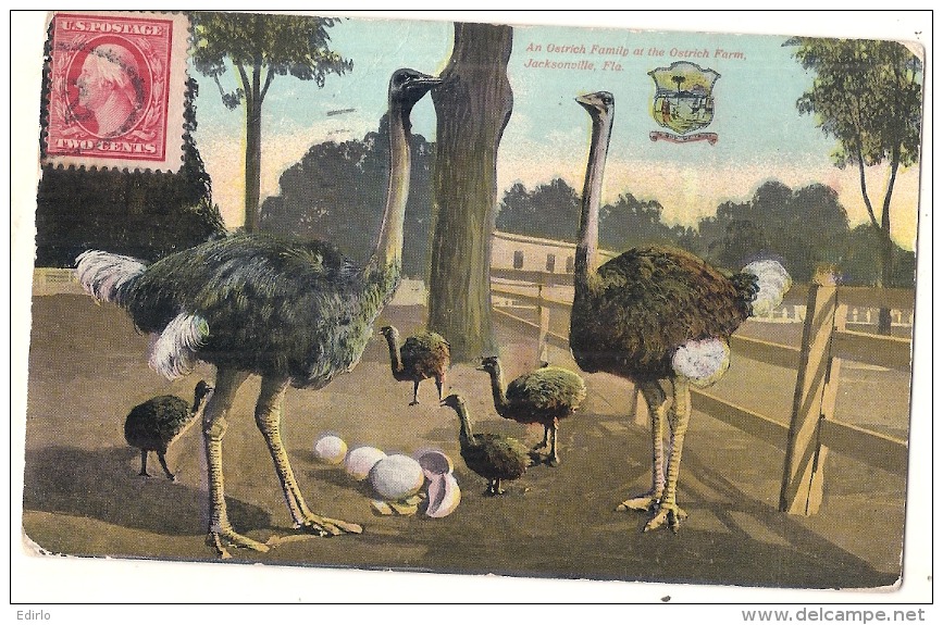 An Ostrich Family At The Ostrich Farm, Jacksonville - Jacksonville