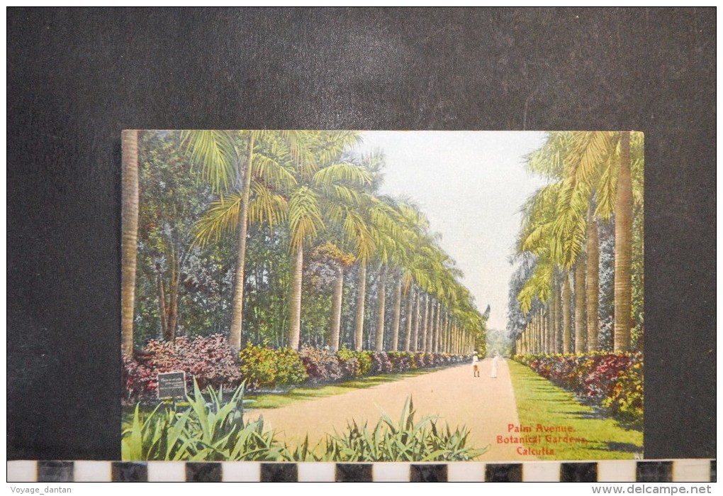 CP, Inde, CALCUTTA  Palm Avenue Botanical Gardens CALCUTTA - India