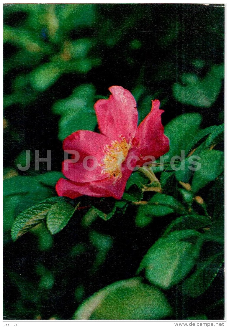 Cinnamon Rose - Rosa Cinnamomea - Medicinal Plants - 1976 - Russia USSR - Unused - Plantes Médicinales