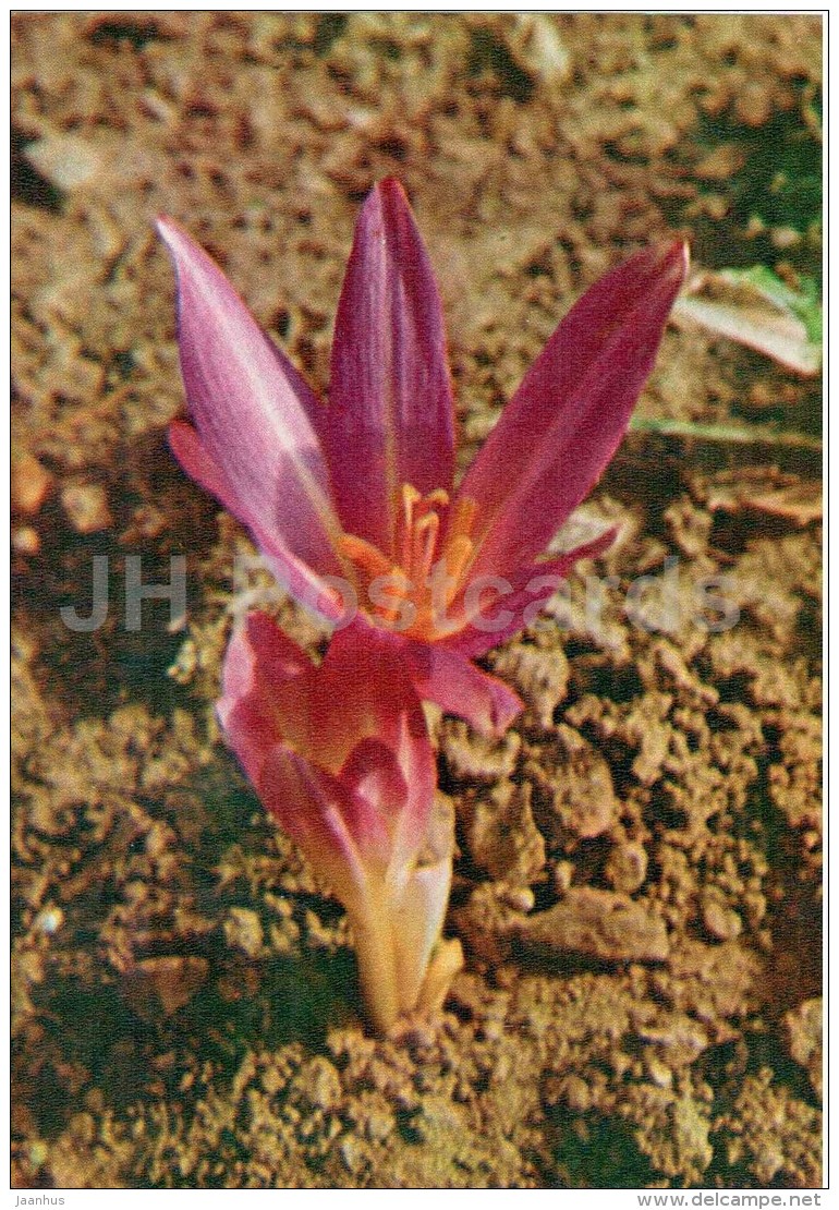 Autumn Crocus - Colchicum Autumnale - Medicinal Plants - 1976 - Russia USSR - Unused - Geneeskrachtige Planten