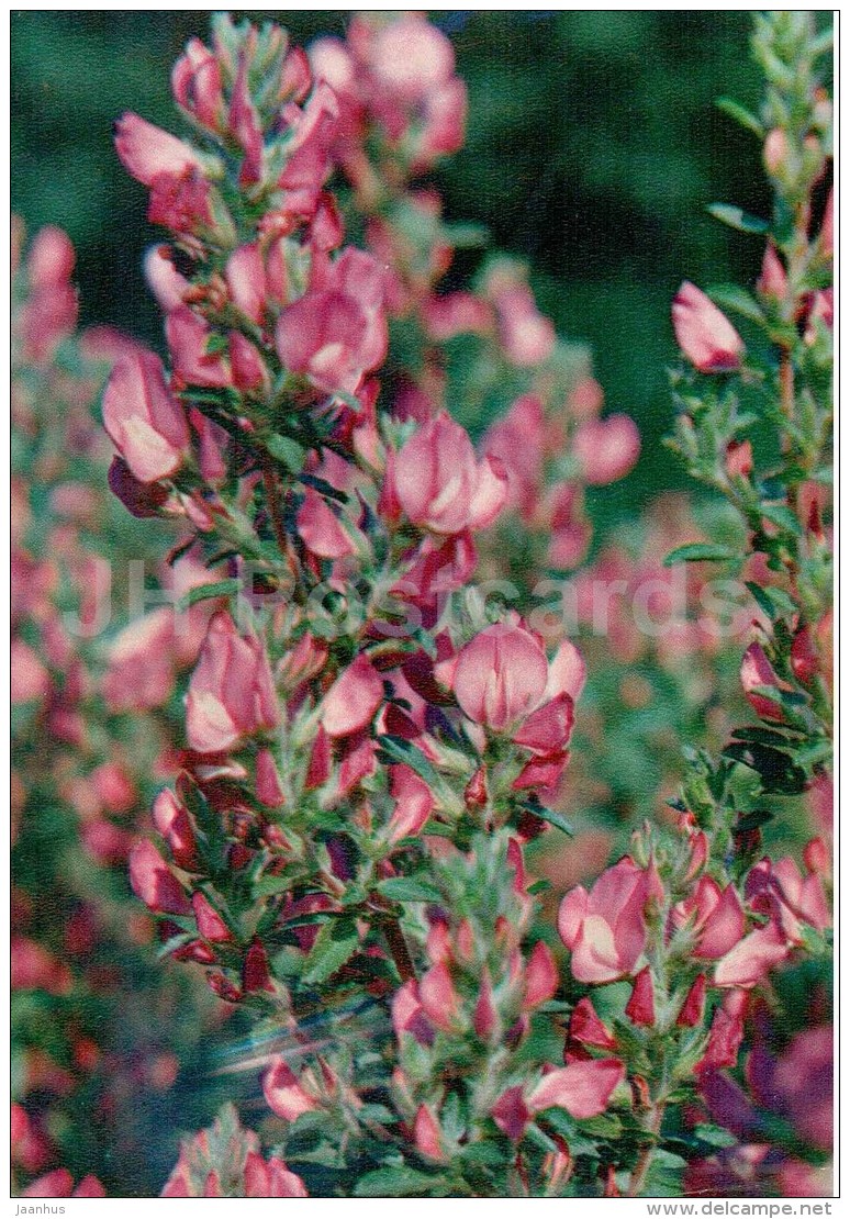 Restharrow - Ononis Arvensis - Medicinal Plants - 1976 - Russia USSR - Unused - Plantes Médicinales