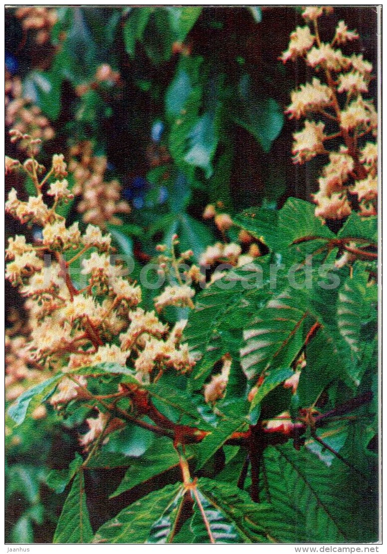 European Horse-chestnut - Aesculus Hippocastanum - Medicinal Plants - 1976 - Russia USSR - Unused - Plantes Médicinales