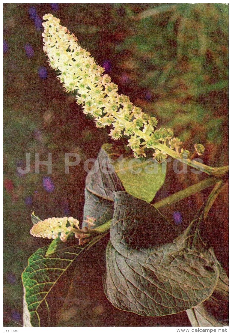 American Pokeweed - Phytolacca Americana - Medicinal Plants - 1976 - Russia USSR - Unused - Geneeskrachtige Planten