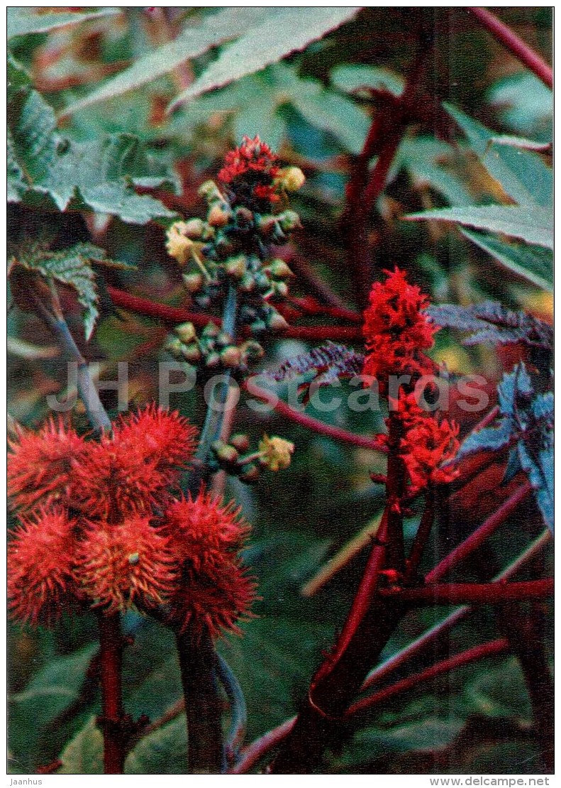 Ricinus - Ricinus Communis - Medicinal Plants - 1976 - Russia USSR - Unused - Geneeskrachtige Planten