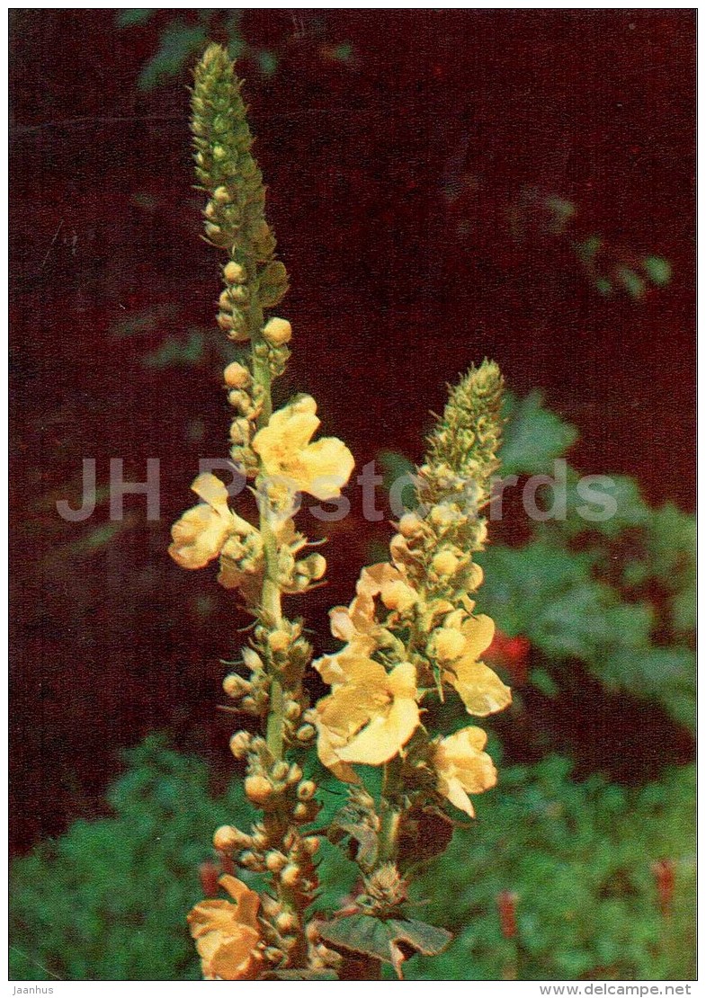 Mullein - Verbascum Thapsus - Medicinal Plants - 1976 - Russia USSR - Unused - Geneeskrachtige Planten
