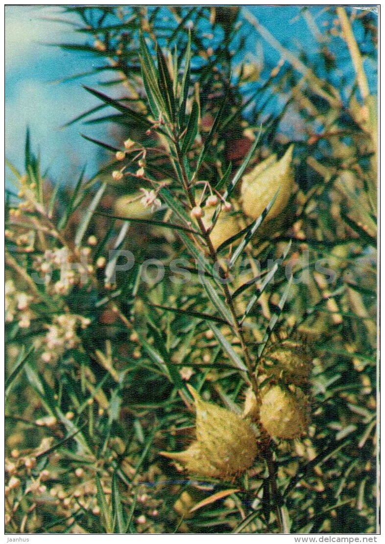 Swan Milkweed - Gomphocarpus Fruticosus - Medicinal Plants - 1976 - Russia USSR - Unused - Plantes Médicinales