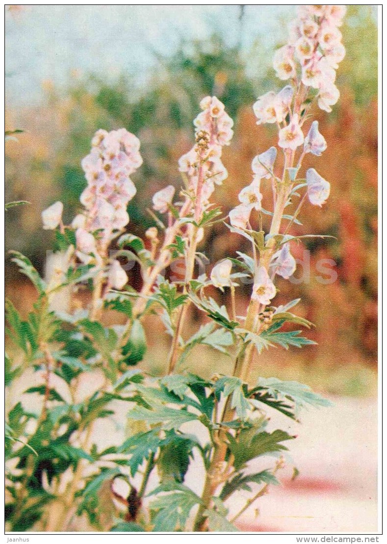 Aconitum Karakolicum - Medicinal Plants - 1976 - Russia USSR - Unused - Geneeskrachtige Planten