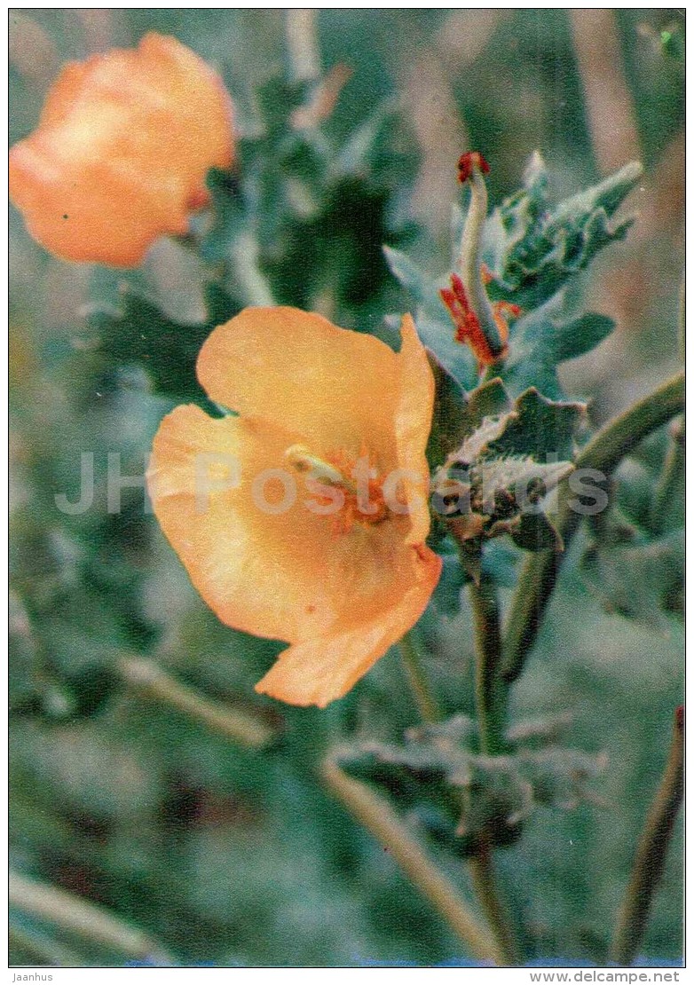 Horned Poppy - Glaucium Flavum - Medicinal Plants - 1976 - Russia USSR - Unused - Geneeskrachtige Planten