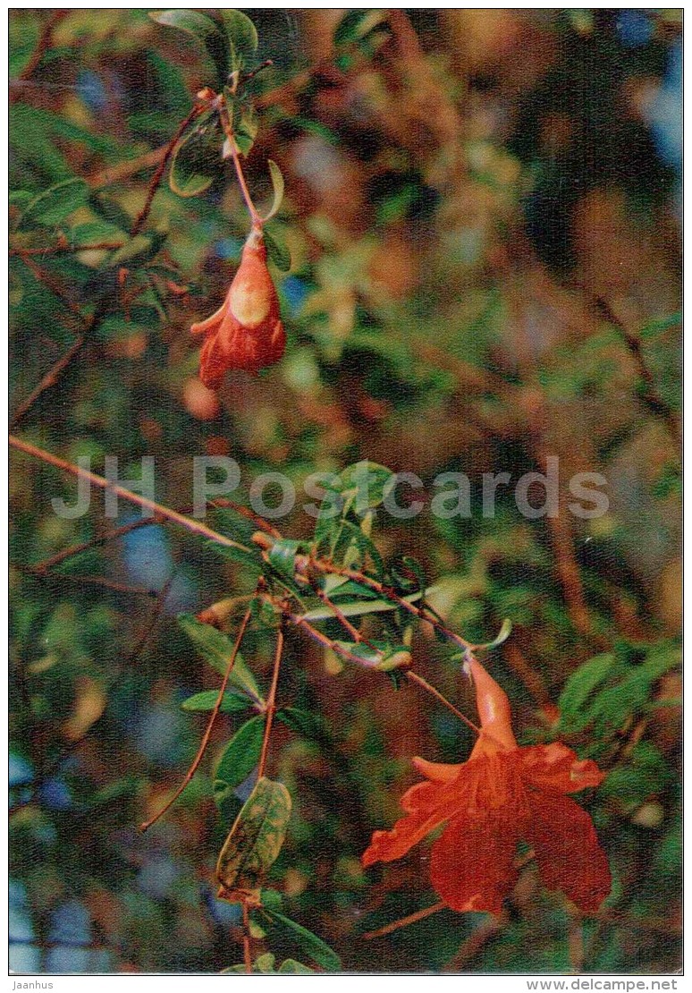 Pomegranate - Punica Granatum - Medicinal Plants - 1976 - Russia USSR - Unused - Geneeskrachtige Planten