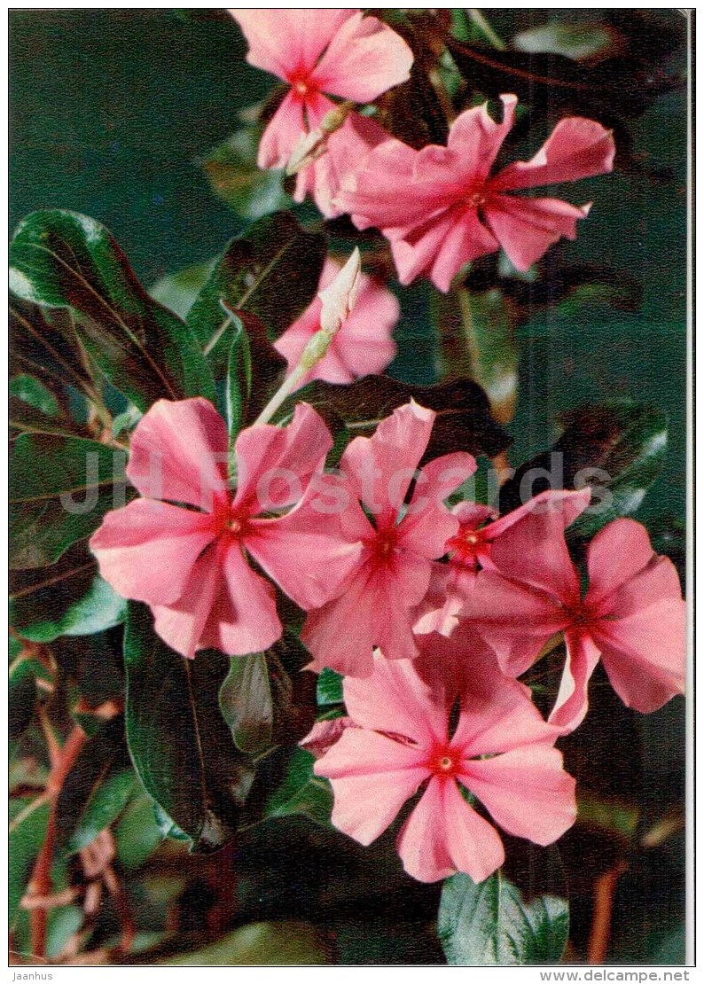 Madagascar Periwinkle - Catharanthus Roseus - Medicinal Plants - 1976 - Russia USSR - Unused - Plantes Médicinales