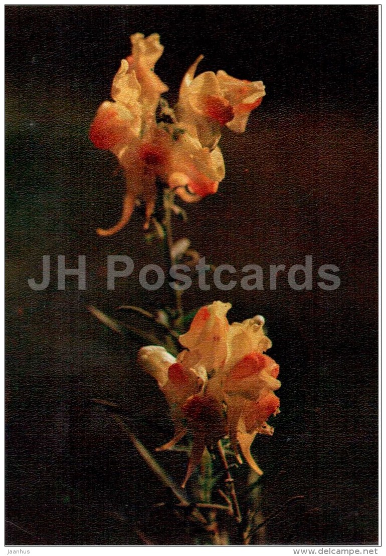 Yellow Toadflax - Linaria Vulgaris - Medicinal Plants - 1976 - Russia USSR - Unused - Geneeskrachtige Planten