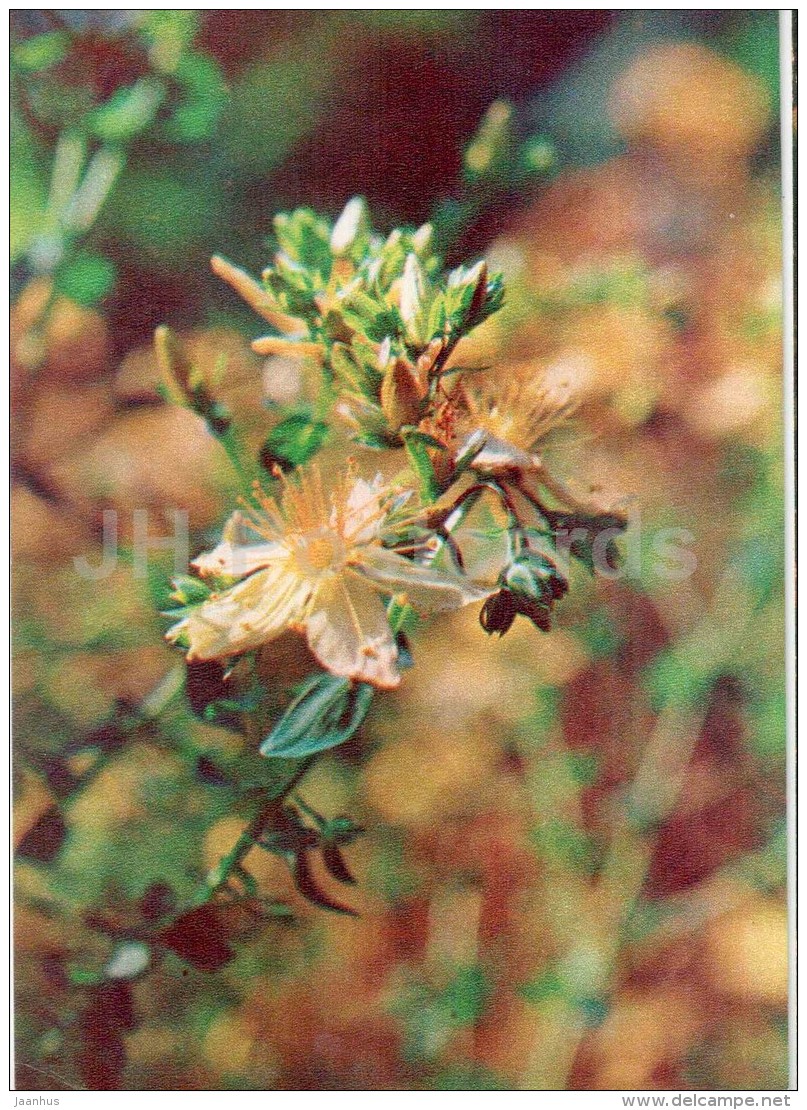 St John's-wort - Hypericum Perforatum - Medicinal Plants - 1976 - Russia USSR - Unused - Geneeskrachtige Planten