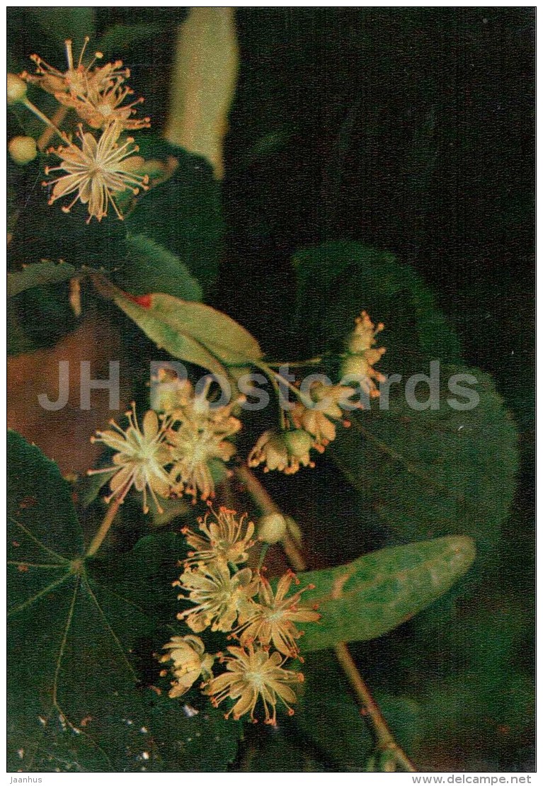 Small Leaved Lime - Tilia Cordata - Medicinal Plants - 1976 - Russia USSR - Unused - Geneeskrachtige Planten