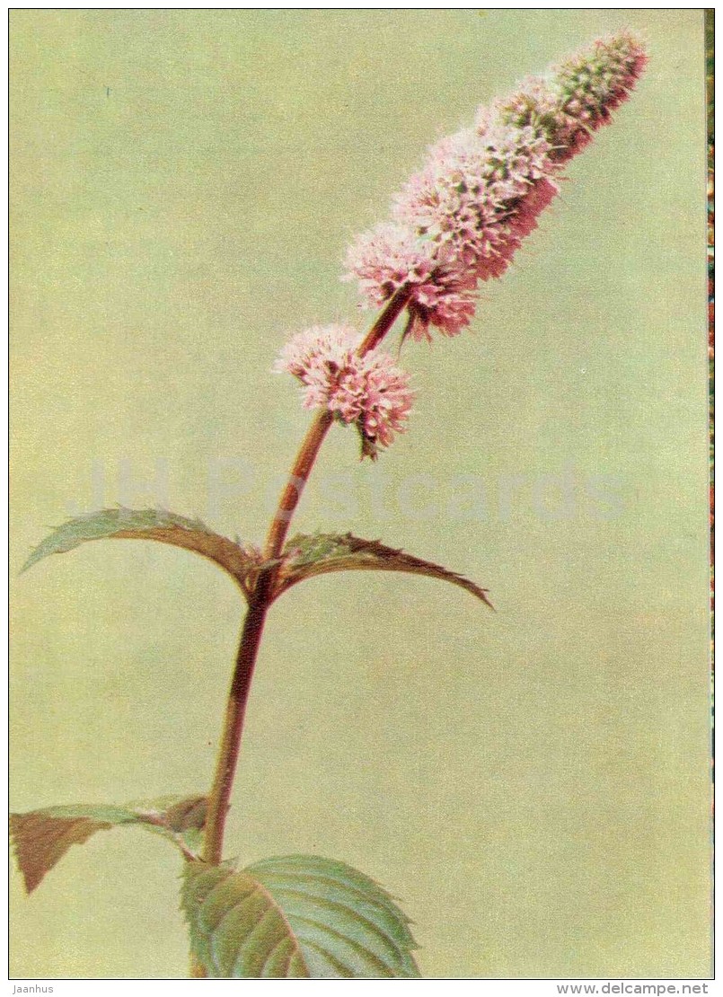 Peppermint - Mentha Piperita - Medicinal Plants - 1976 - Russia USSR - Unused - Plantes Médicinales