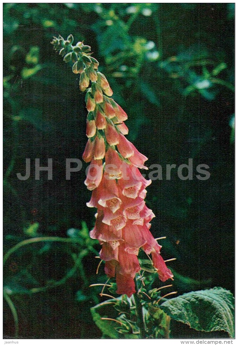 Common Foxglove - Digitalis Purpurea - Medicinal Plants - 1976 - Russia USSR - Unused - Plantes Médicinales