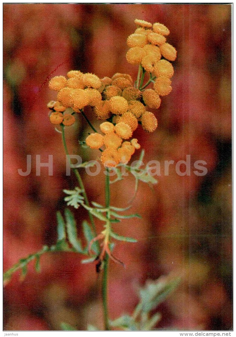 Tansy - Tanacetum Vulgare - Medicinal Plants - 1976 - Russia USSR - Unused - Geneeskrachtige Planten