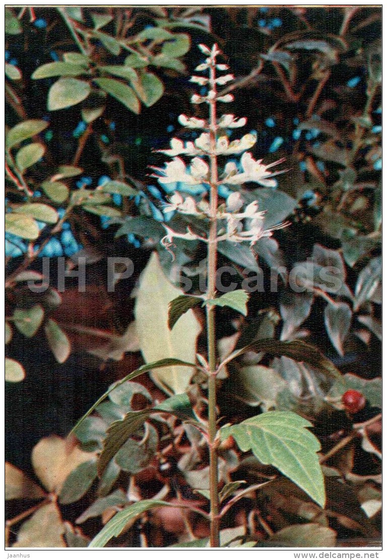 Orthosiphon Aristatus - Medicinal Plants - 1976 - Russia USSR - Unused - Plantes Médicinales