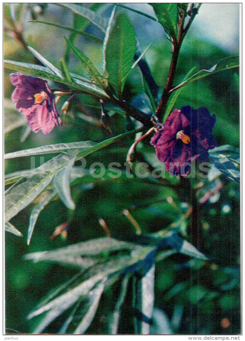 Tasmanian Kangaroo Apple - Solanum Laciniatum - Medicinal Plants - 1976 - Russia USSR - Unused - Geneeskrachtige Planten