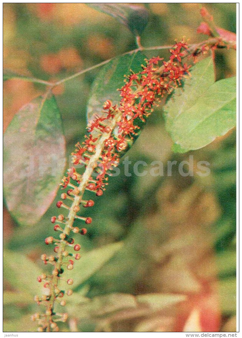 Pilocarpus - Pilocarpus Pennatifolius - Medicinal Plants - 1976 - Russia USSR - Unused - Geneeskrachtige Planten