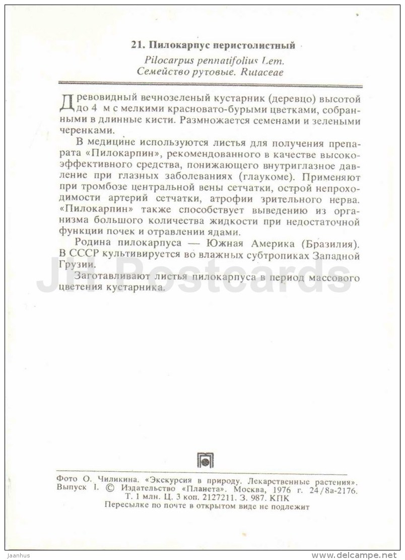 Pilocarpus - Pilocarpus Pennatifolius - Medicinal Plants - 1976 - Russia USSR - Unused - Plantes Médicinales