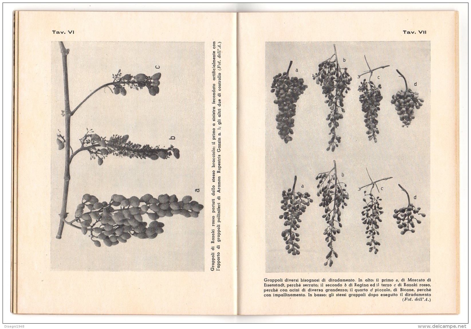 05272 "ANGELO LONGO - AFFINAMENTO DELLE UVE DA TAVOLA - RAMO EDIT. DEGLI AGRICOLTORI - 1939 - XVII " ORIGINALE - Otros & Sin Clasificación