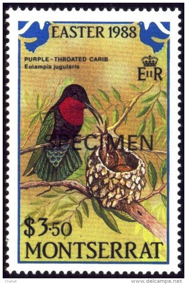 HUMMINGBIRDS-SPECIMEN-PURPLE THROATED CARIB WITH EGGS & CHICKS-MONTSERRAT-1988-MNH-B9-31 - Colibríes
