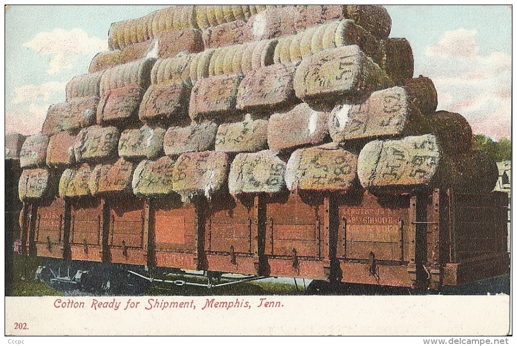 Memphis Cotton Ready Fir Shipment - Memphis