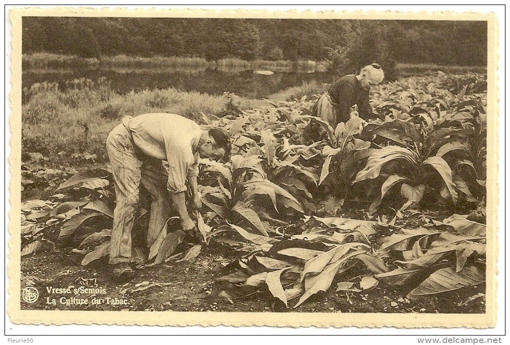 VRESSE-sur-SEMOIS - Une CPA Et Son Snapchots: La Culture Du Tabac Et  La Récolte Du Tabac - Vresse-sur-Semois