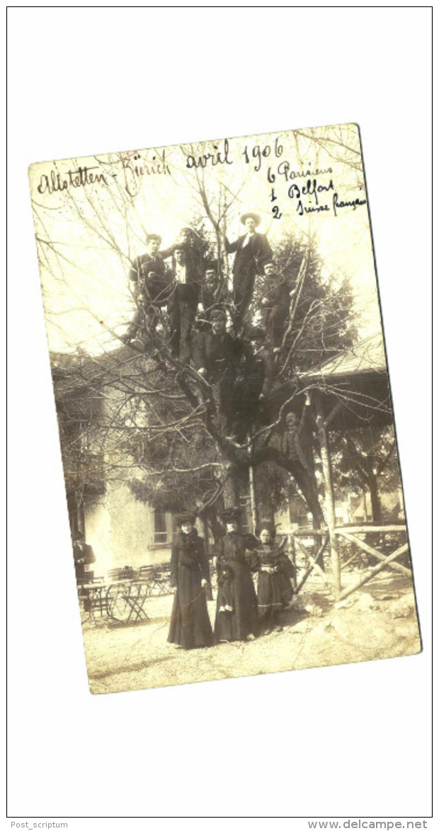 Suisse - Altstetten Zurich - Carte Photo - Sur Un Arbre Perchés - Altstetten