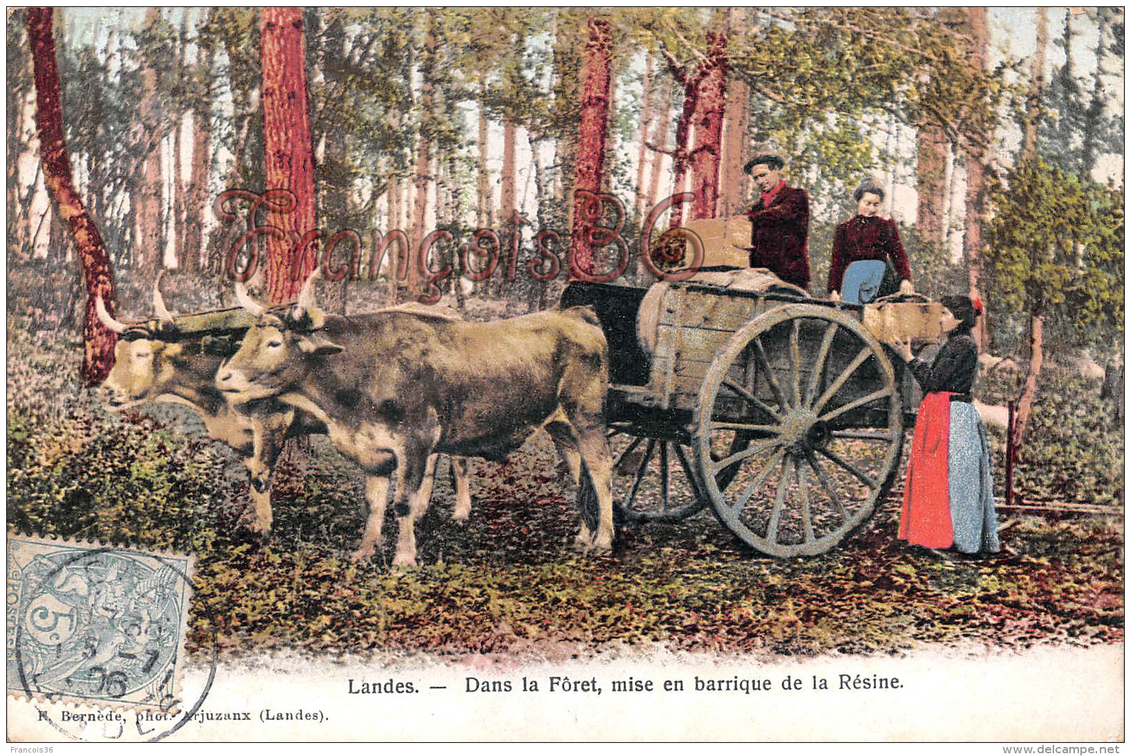 (40) Landes - Dans La Forêt Mise En Barrique De La Résine Résiniers Attelage à Boeufs - 2 SCANS - Sonstige & Ohne Zuordnung