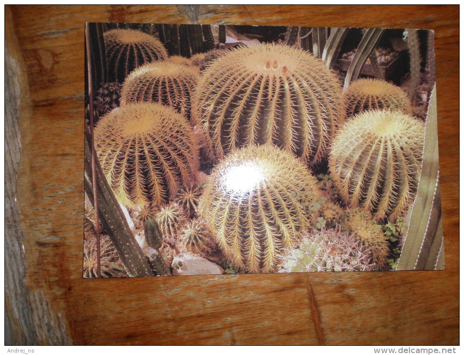 Echinocactus Grusonli - Cactussen