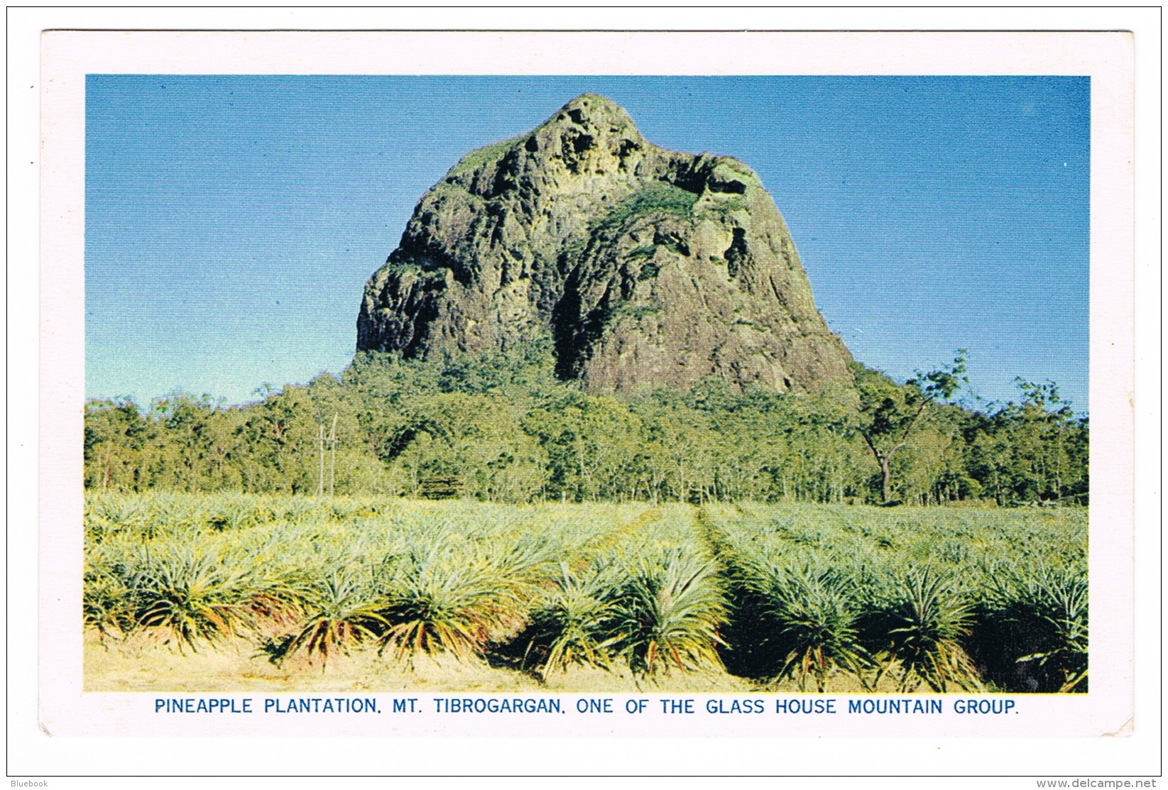 RB 1086 -  Queensland Australia Postcard - Mt Tibrogargan Pineapple Plantation - Otros & Sin Clasificación