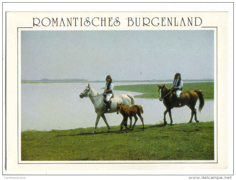 Seewinkel - Romantisches Burgenland - Pferde                                                                  ( Horses ) - Neusiedlerseeorte