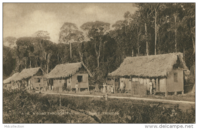 TT DIVERS / A Road Through The Mora Forest / - Trinidad