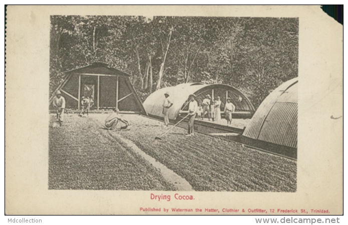 TT DIVERS / Drying Cocoa / - Trinidad