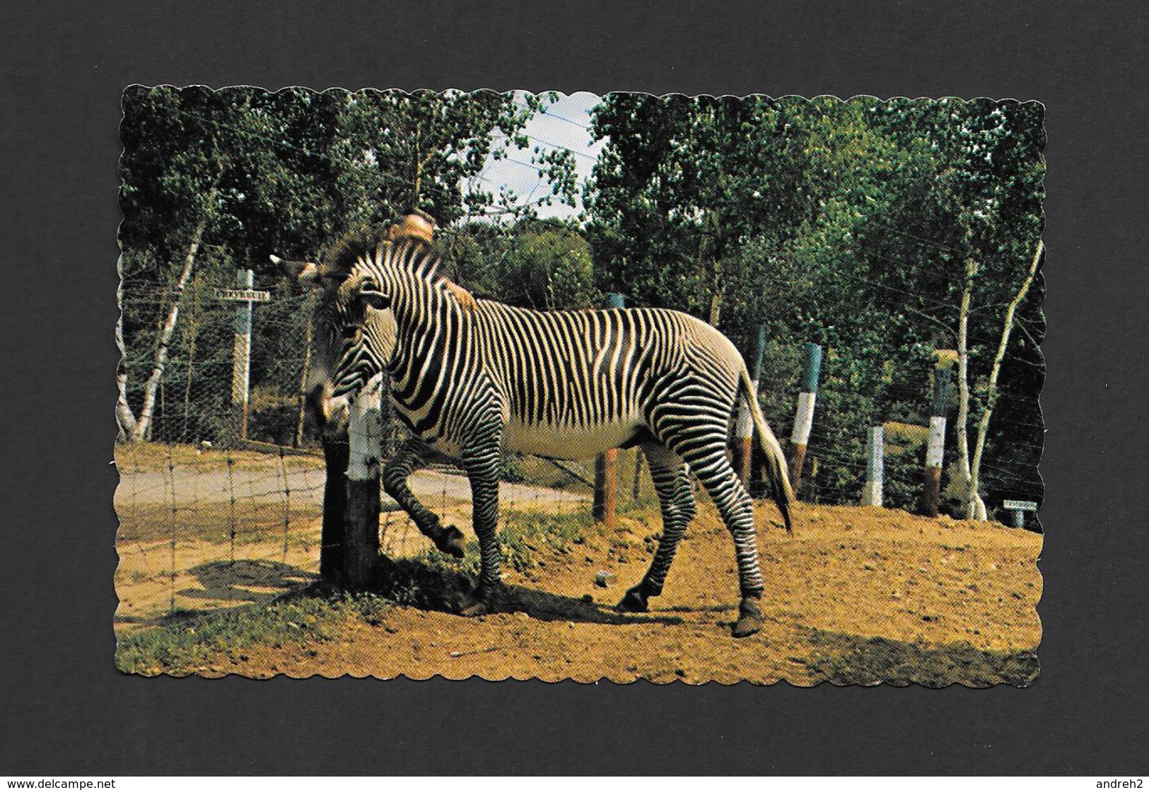 ANIMAUX - ANIMALS - MAGNIFIQUE ZÈBRE - ZOO ST ÉDOUARD  Cté. MASQUINONGÉ - QUÉBEC - PUB. J. BIENVENUE - Zebras