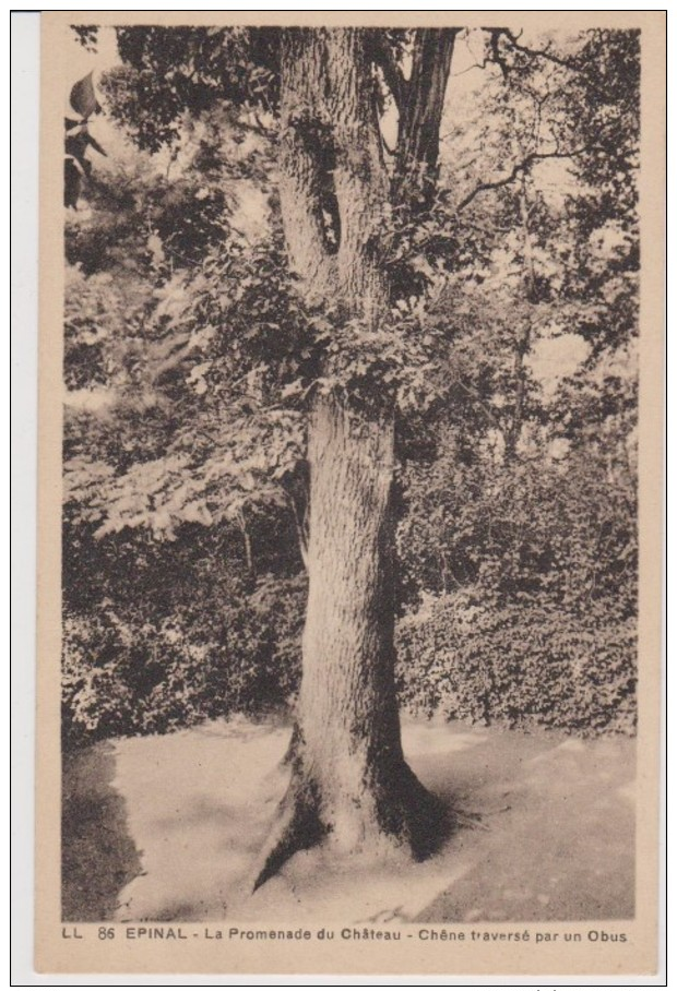 88=EPINAL..La Promenade Du Château --Chêne Traversé Par Un Obus - Epinal