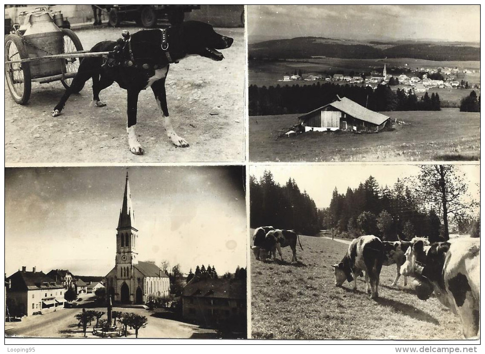 PAYSAGE DU HAUT DOUBS-LE RUSSEY-ATTELAGE CHIEN-VACHE-BOVIN-EGLISE-VILLAGE - Sonstige & Ohne Zuordnung