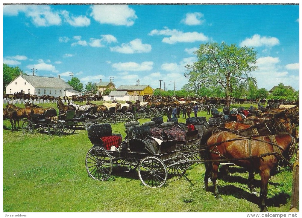 CA.- Kitchener Waterloo Ontario. Mennonite Meeting House, Horses And Buggies Lined Up Behind Martin's Old Order. 2 Scans - Kitchener