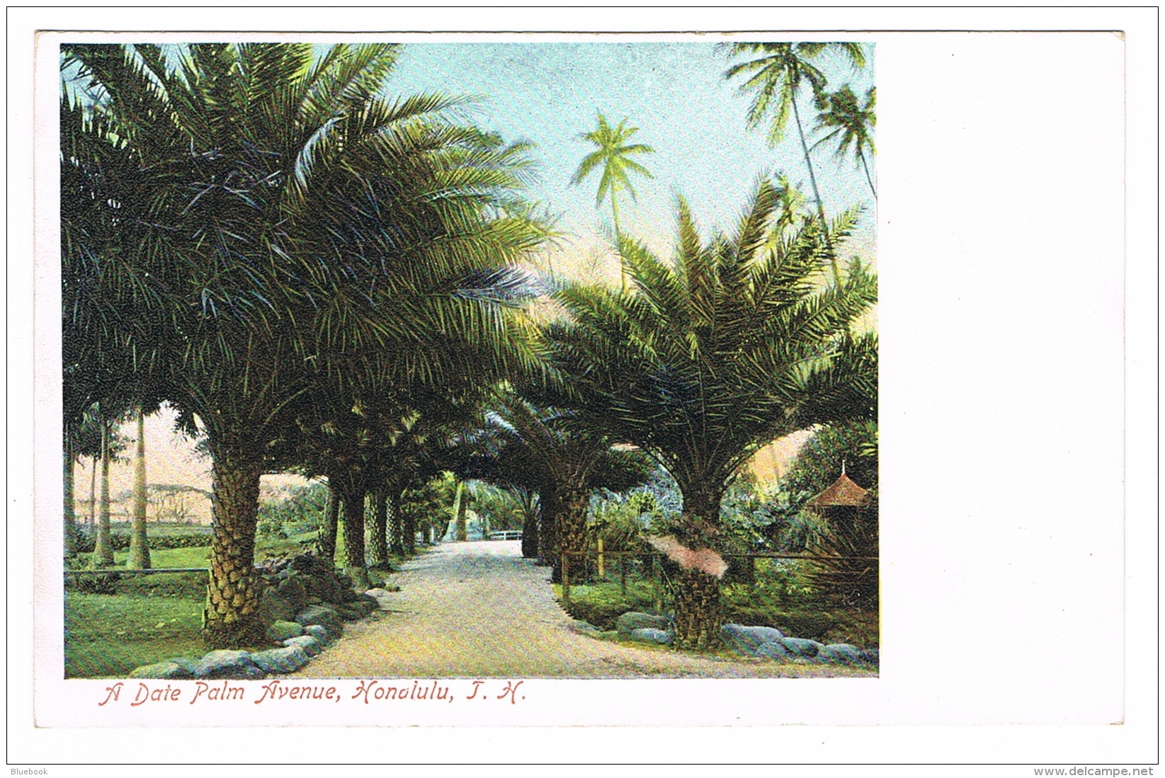 RB 1090 - Early Postcard - A Date Palm Avenue Honolulu - Hawaii - USA - Honolulu