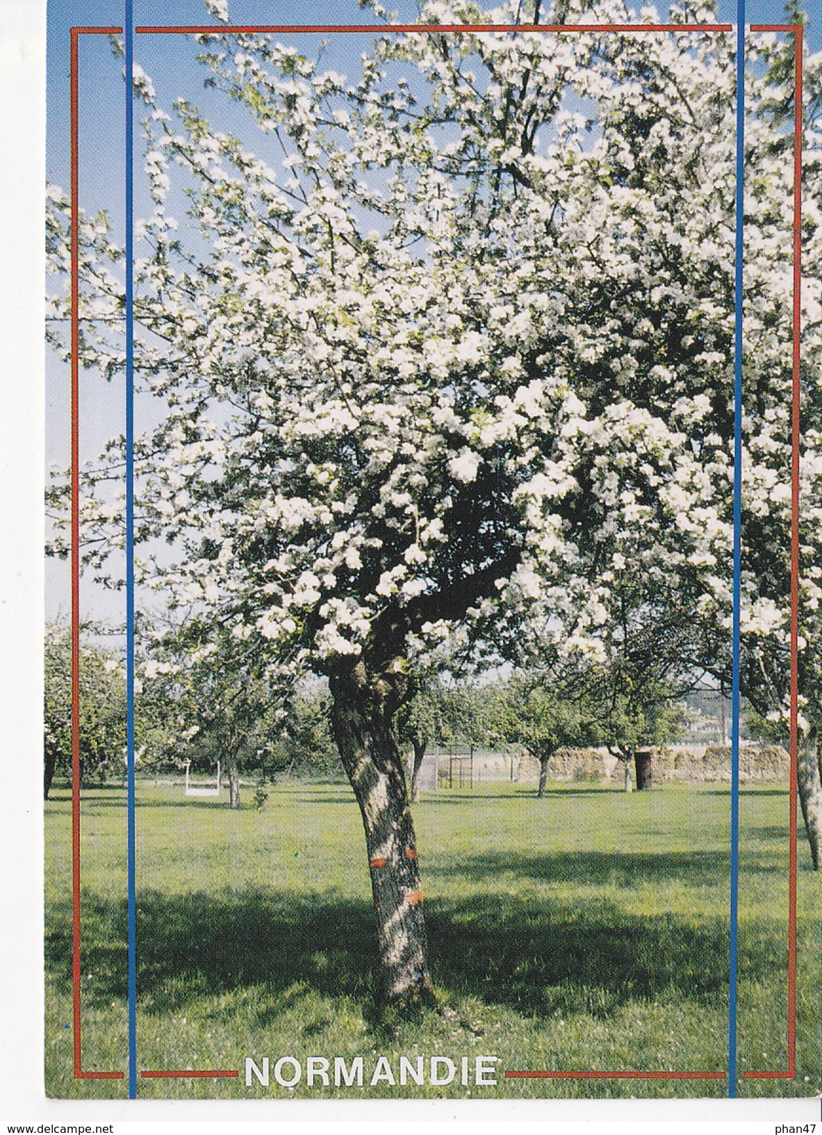 NORMANDIE, Et Ses Pommiers En Fleurs, Cliché J-J Dubray, Ed. Dubray 1990 Environ - Basse-Normandie