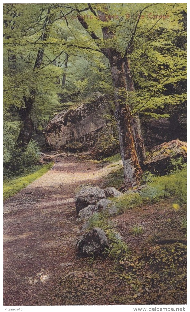 Cp , 83 , NANS-les-PINS , SAINTE-BAUME, Montée Vers La Grotte - Nans-les-Pins