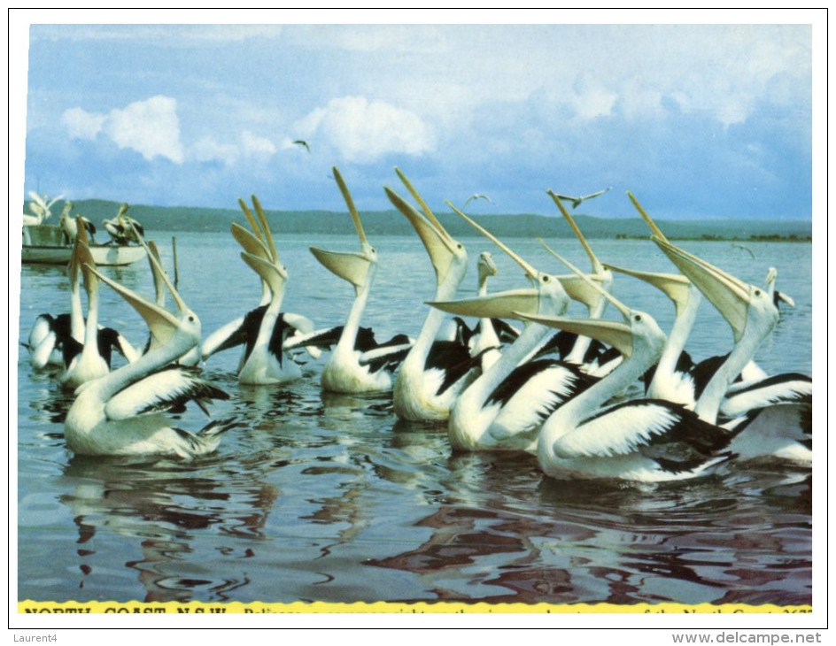 (500) Australia - NSW - North Coast And Pelicans - Northern Rivers