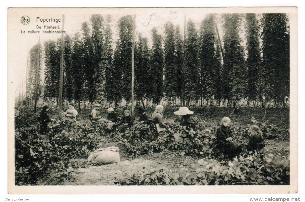 Poperinge, Poperinghe, De Hopteelt, La Culture Houblonnière, Houblon, Hop (pk27861) - Poperinge