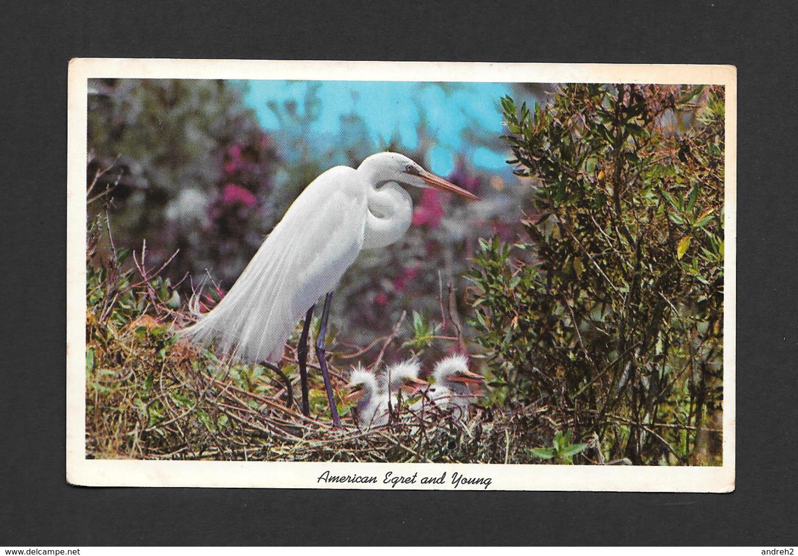 ANIMAUX - ANIMALS - OISEAUX - BIRDS  AMERICAN EGRET AND YOUNG  AT EVERGLADES NATIONAL PARK FLORIDA - BY GULF STREAM CARD - Oiseaux